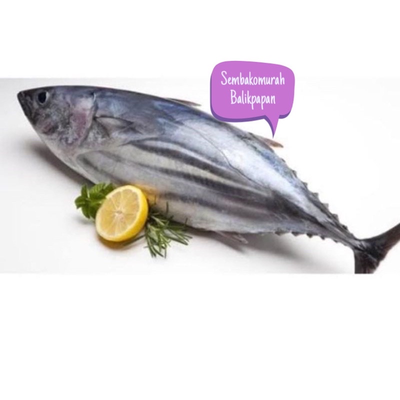 

ikan cakalang 1kg