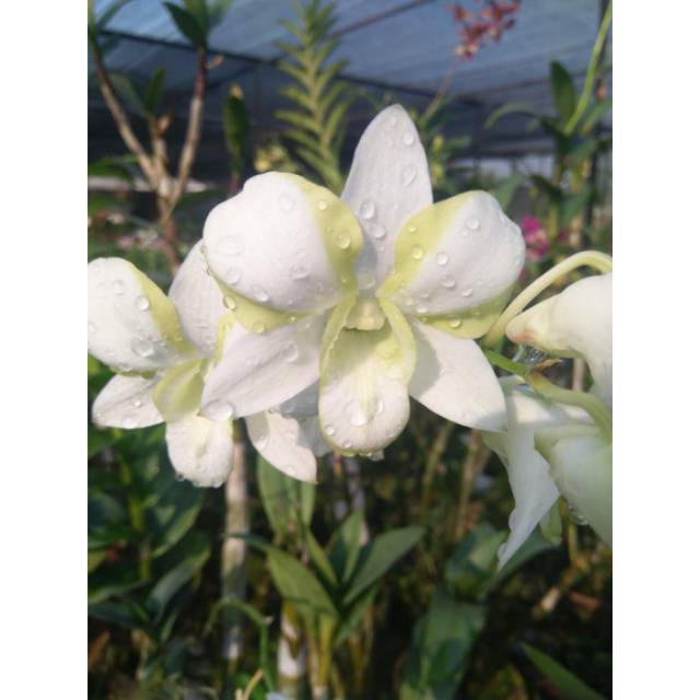 Anggrek dendrobium warna putih hijau.
