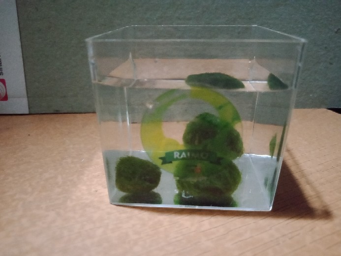 Marimo Moss Ball In Kotak 90 Ml <2 Alga Jepang