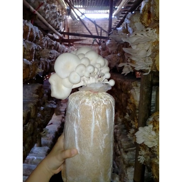 Baglog Jamur Tiram