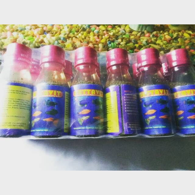 

Betta vit makanan ikan hias