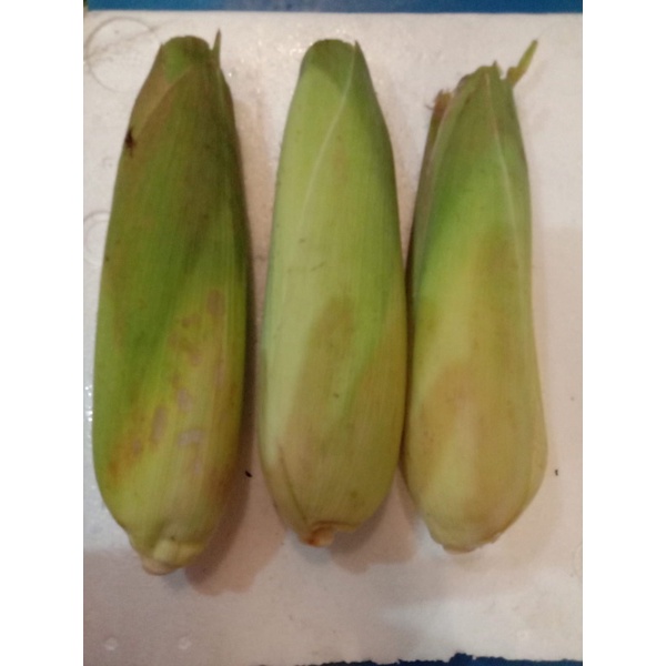 

jagung manis 1.pcs Rp.5.000