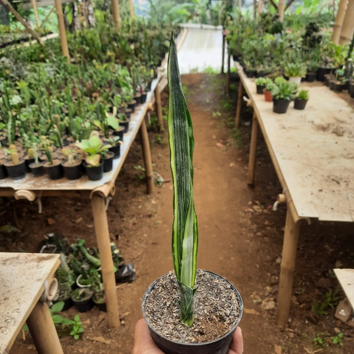 sansevieria silver arrow