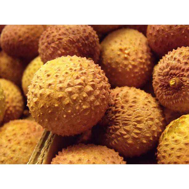 B4RU biji benih tanaman buah  kelengkeng aroma durian
