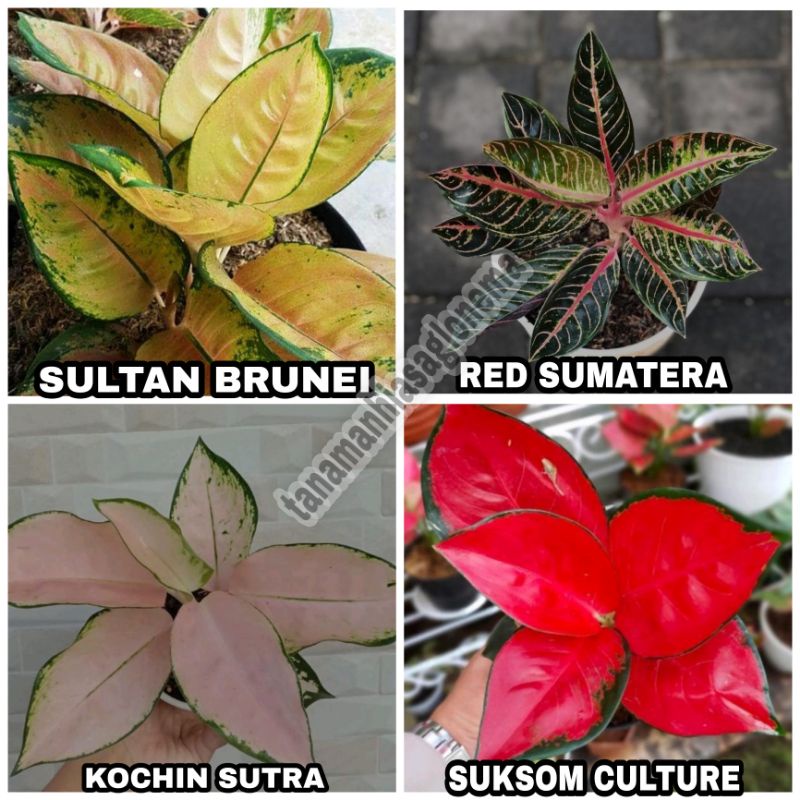 (COD) PAKET 4 BIBIT BONGGOL AGLONEMA MURAH | Bermacam jenis aglonema