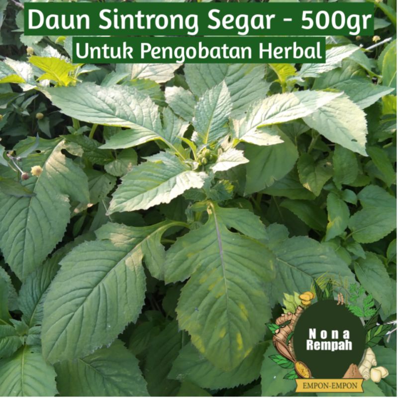 

Daun Sintrong Jotang Segar 500 Gram