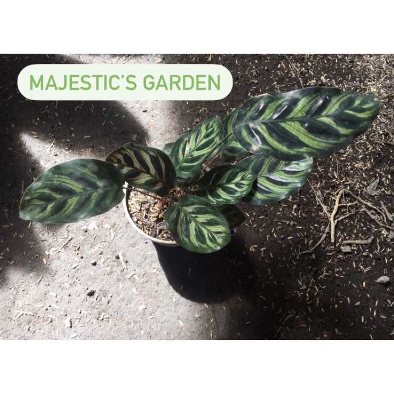 Calathea makoyana import