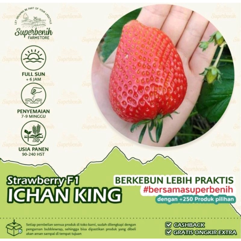 10 seeds Benih Bibit Biji Strawberry ICHAN KING