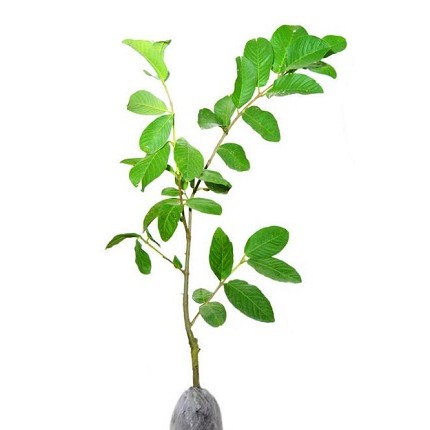 Tanaman Jambu Sukun Merah / Putih