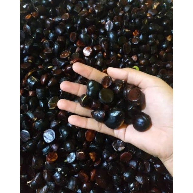 Julang jaling kabau seger 100gr Arfan sukses