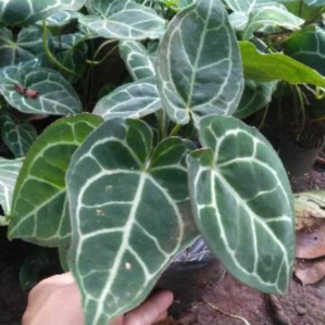 Tanaman hias kuping gajah tanaman anturium chrystallium Tanaman hias kuping gajah tanaman anturium chrystallium