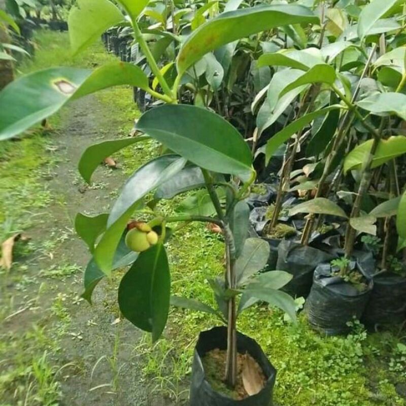 Bibit Manggis Okulasi Sambung Pucuk Kondisi Siap Berbuah