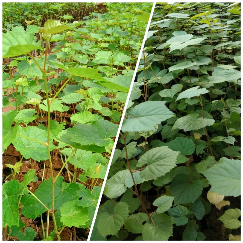 Paket Bibit Anggur Rootstock Import Freedom Poulsen (Sepaket 1 Freedom Dan 1 Poulsen)