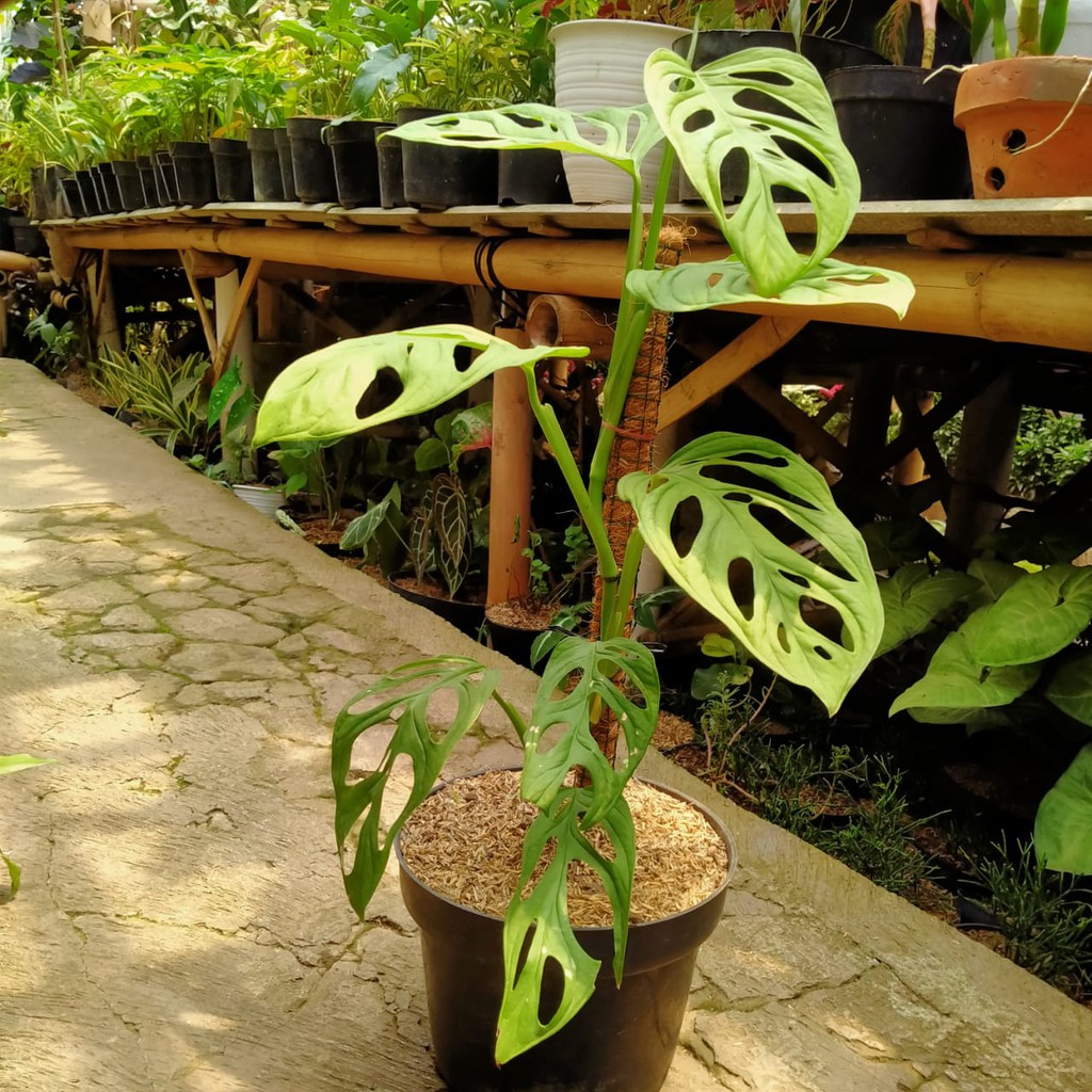 Tanaman Bunga Hias Janda Bolong Besar