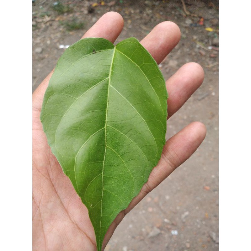 

Daun waung segar
