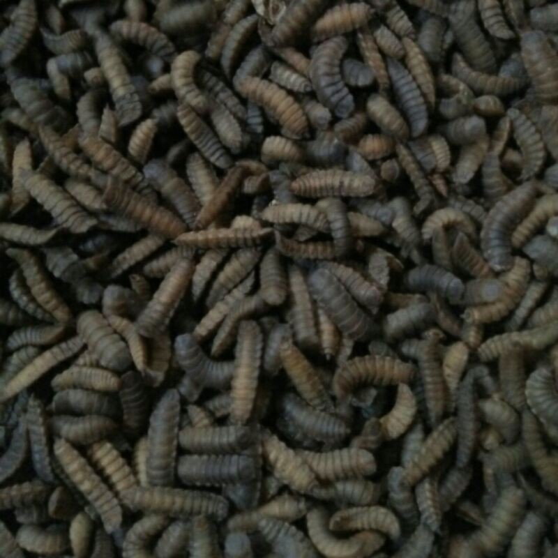 Prepupa BSF Pupa  BSF bibit lalat magot BSF kualitas super