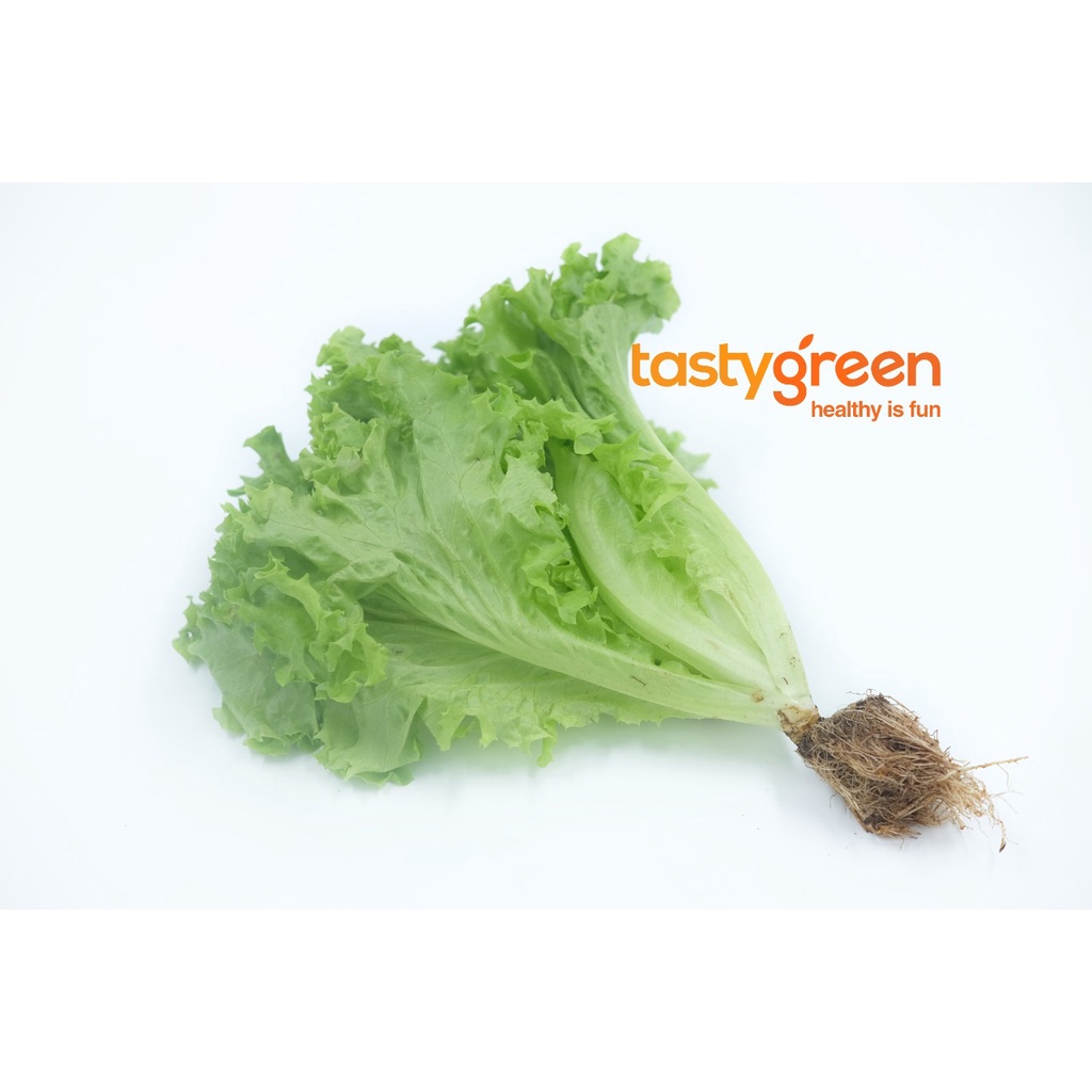 

Tastygreen selada keriting hijau hydro buy 1 get 1