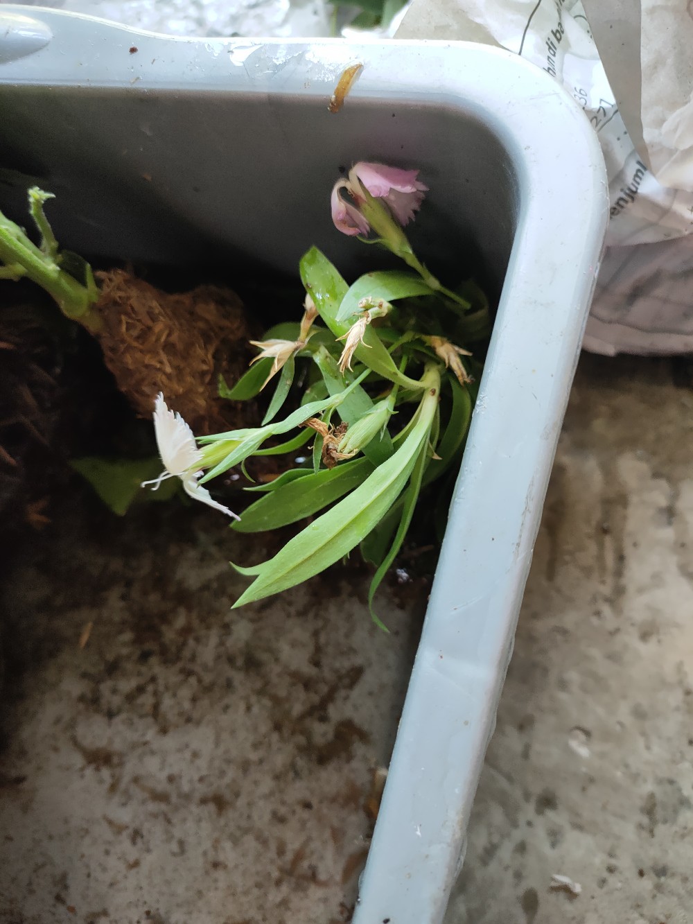 Tanaman Hias Dianthus Atau Anyelir 3 Warna