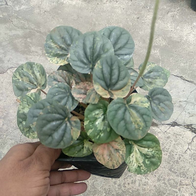 Peperomia Variegata