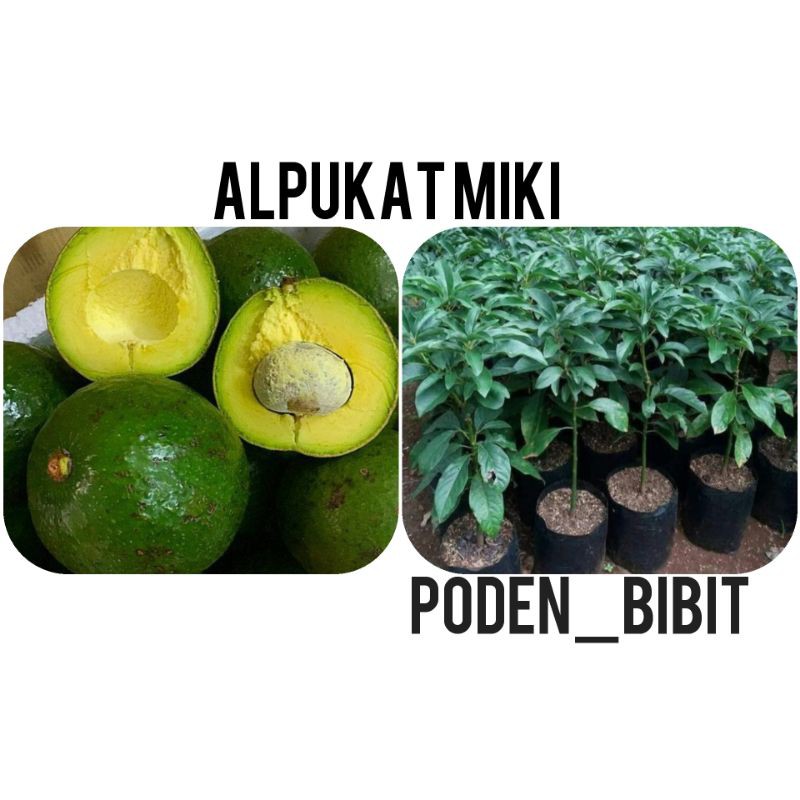 

alpukat miki