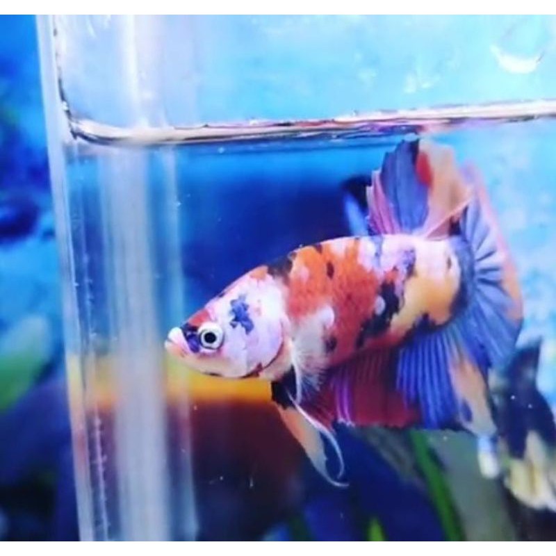 giant cupang multicolor