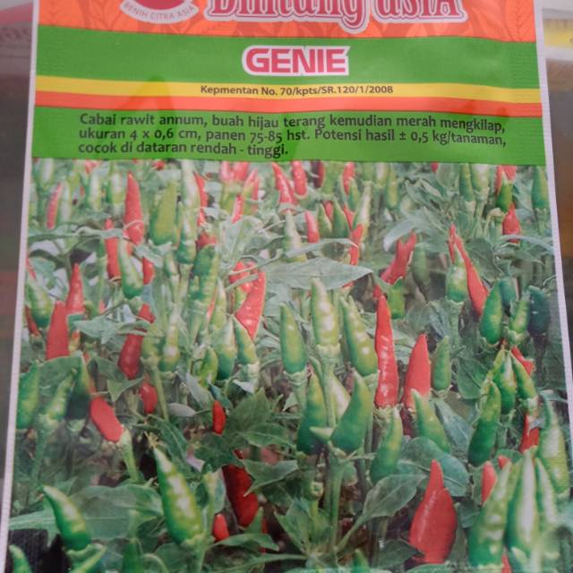 Bibit cabe rawit hijau genie