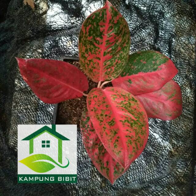 Tanaman hias aglonema Aglaonema red stardas