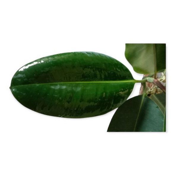 

daun karet kebo segar