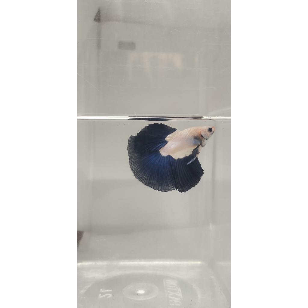 Halfmoon Bluerim Bicolor ( RIM DARK BLUE )