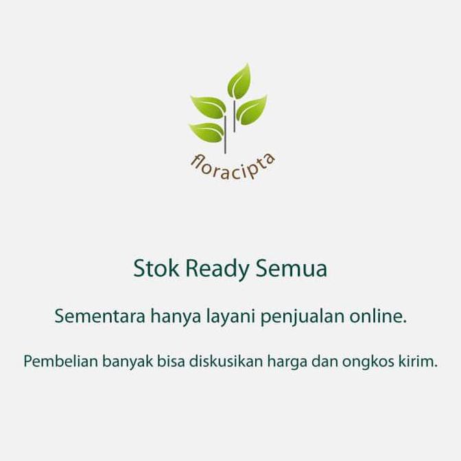 SELL3R BIBIT TANAMAN BIDARA BIBIT POHON BIDARA DAUN BUAH BIDARA ARAB TANAMAN SIDR SHIDR D2N V1C