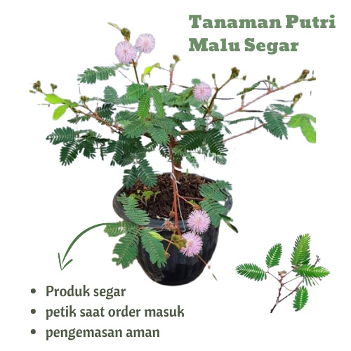 

TERMURAH TANAMAN PUTRI MALU 1KG / DAUN PUTRIMALU SEGAR ( Mimosa pudica)