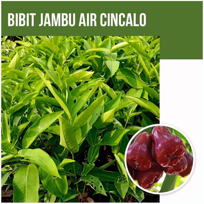 Bibit Jambu Air Cincalo Merah