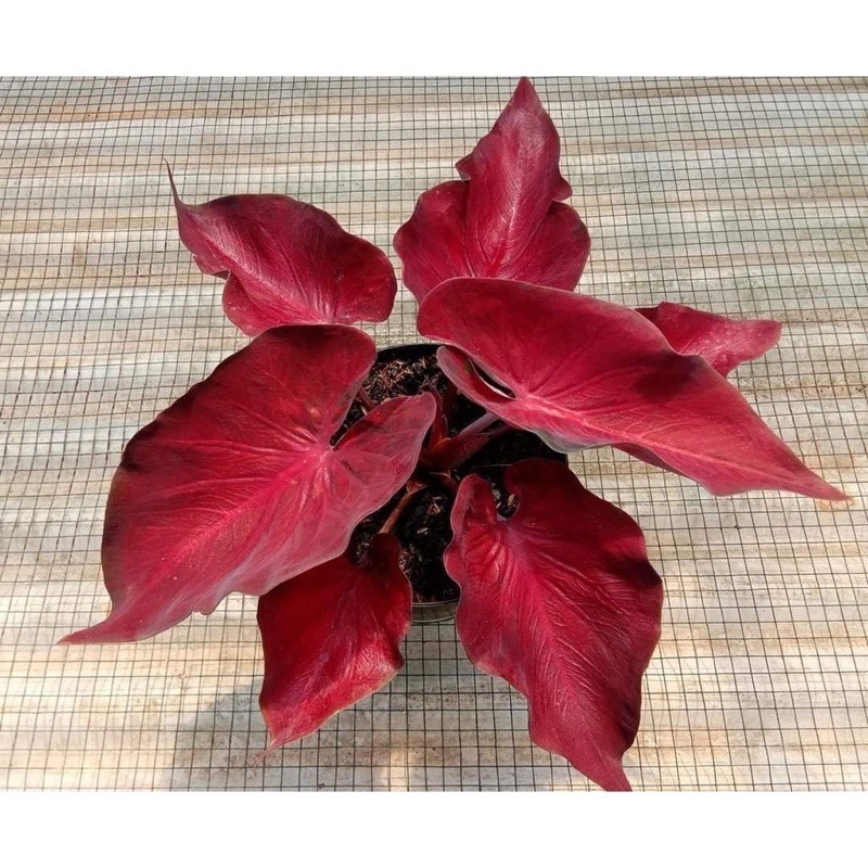ASLI Bibit bonggol keladi anggur merah - caladium hybrid thailand // keladi murah Gardenfarm