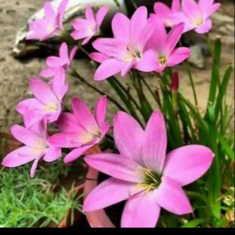 rain lily,lily hujan