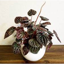 Peperomia caperata merah / Paperomia red luna - BAKUL KEMBANG