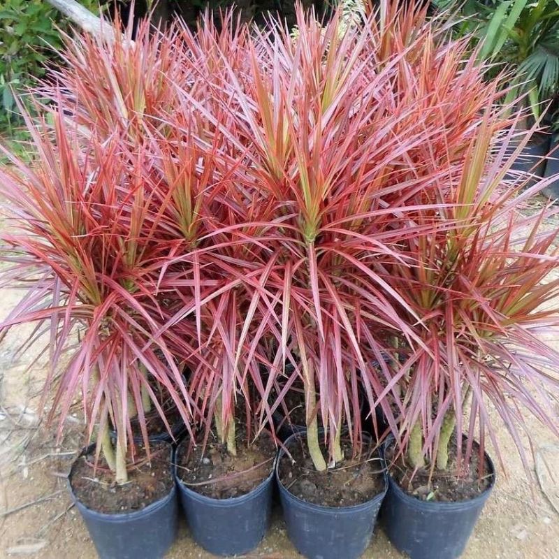 Tanaman hias dracena tricolor - tanaman hias - dracena tricolor - tanaman indor