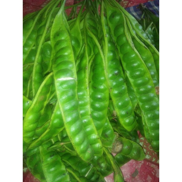 

PETAI TUA 1 kg (4 ikat)