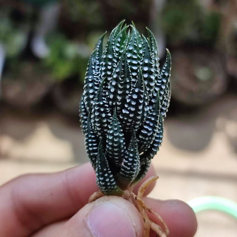 Haworthia Reindwartii var Kaffirdriftnensis Unik