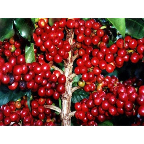 Bibit Benih Biji Kopi Robusta Unggul Robusta Coffee Seed - Tamanan Kopi Robusta - Bibit Robusta -COD