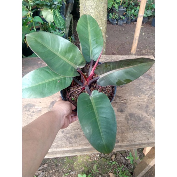tanaman hias pilo black kardinal