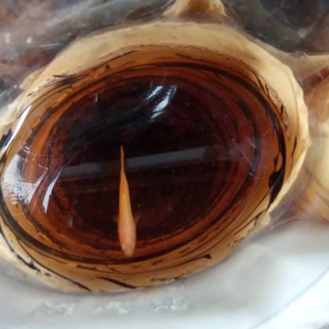 

Ikan cupang yellow solid