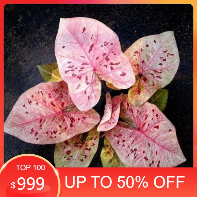 termurah umbi caladium raspberry moon  keladi hias hybrid import thailand