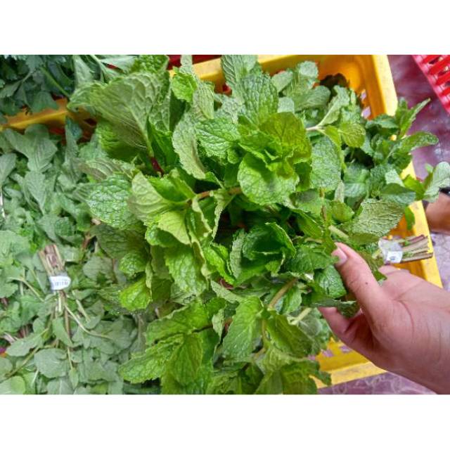 

Daun min fresh