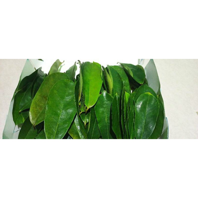 

Daun sirsak segar
