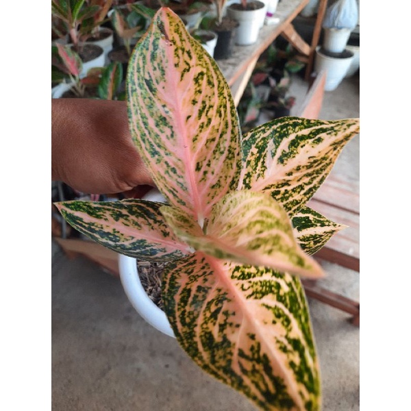 Aglonema koleksi Widuri Orange (Rare)