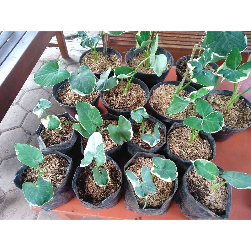 paket keladi tikus varigata