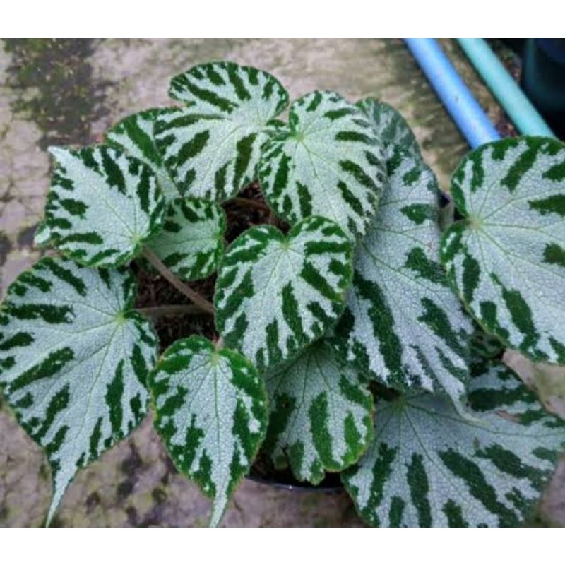 begonia karpet hijau
