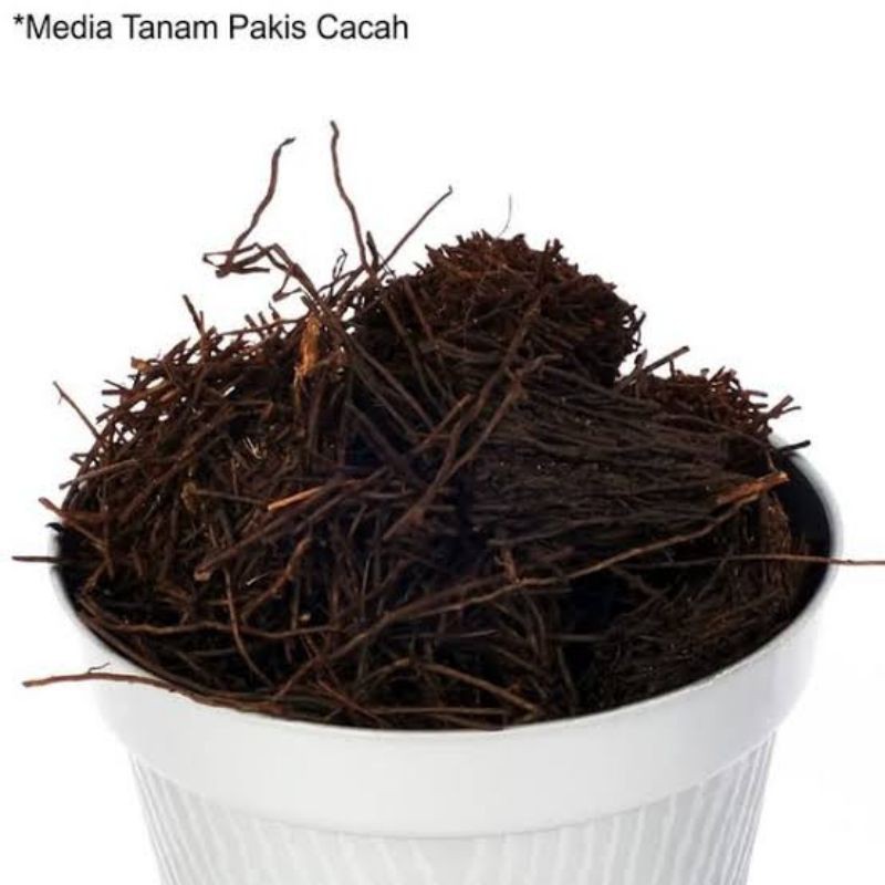 Media tanam akar pakis 1kg - pakis cacah - media tanam anggrek - anggrek