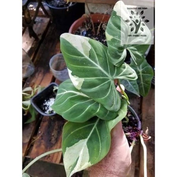 HOT PRODUCT bonggol philodendron gloriosum variegata promo MANTAP