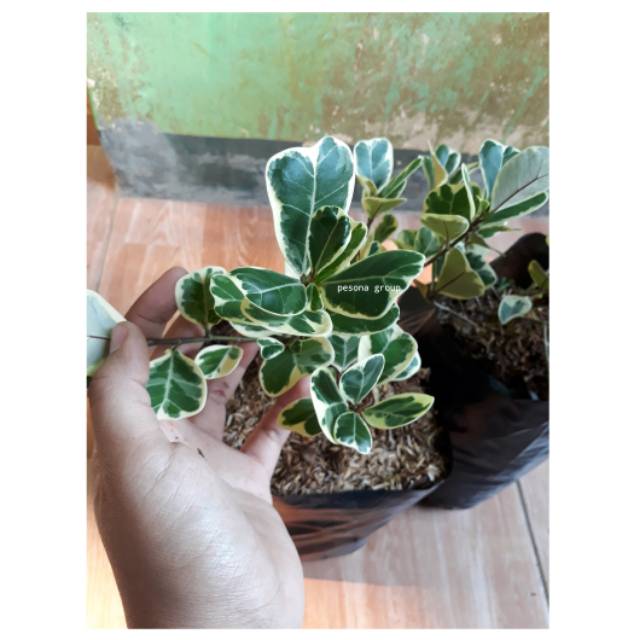 ficus triangularis variegata ficus ketapang mini variegata tanaman hias indoor outdoor